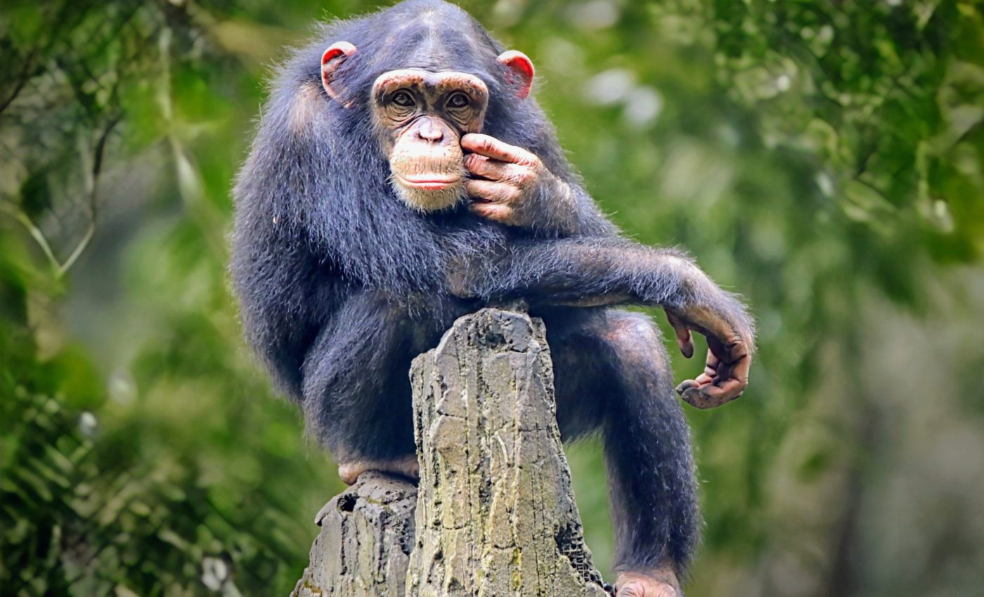 Apes can tell when humans don’t know something