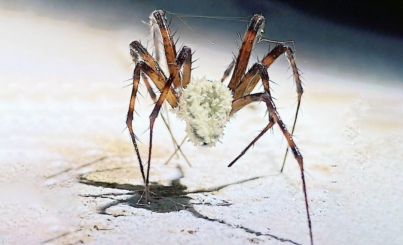 Fungus infects and controls spiders, turning them into 'zombies'