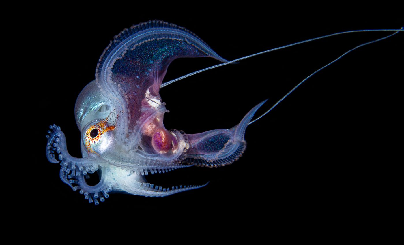 Sex chromosome discovered in octopuses is 480 million years old