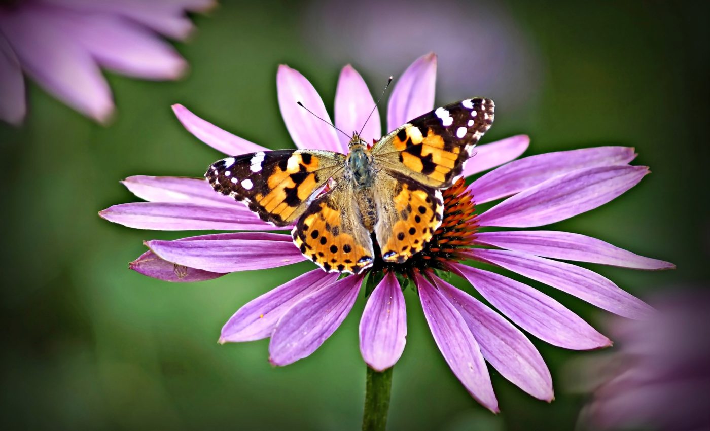Butterfly migration habits are not determined by their DNA