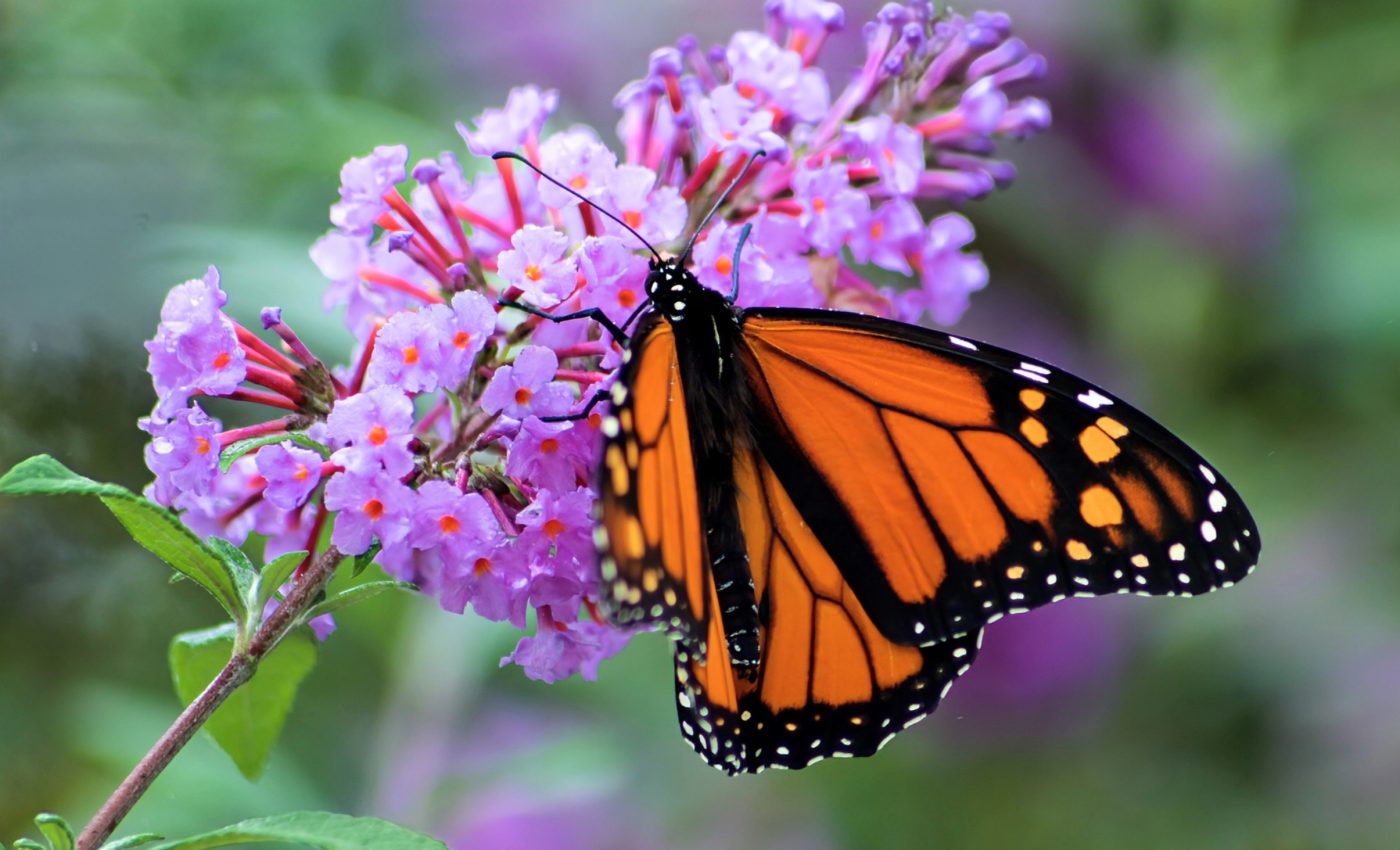 Monarch butterflies face steep decline in the Western U.S.
