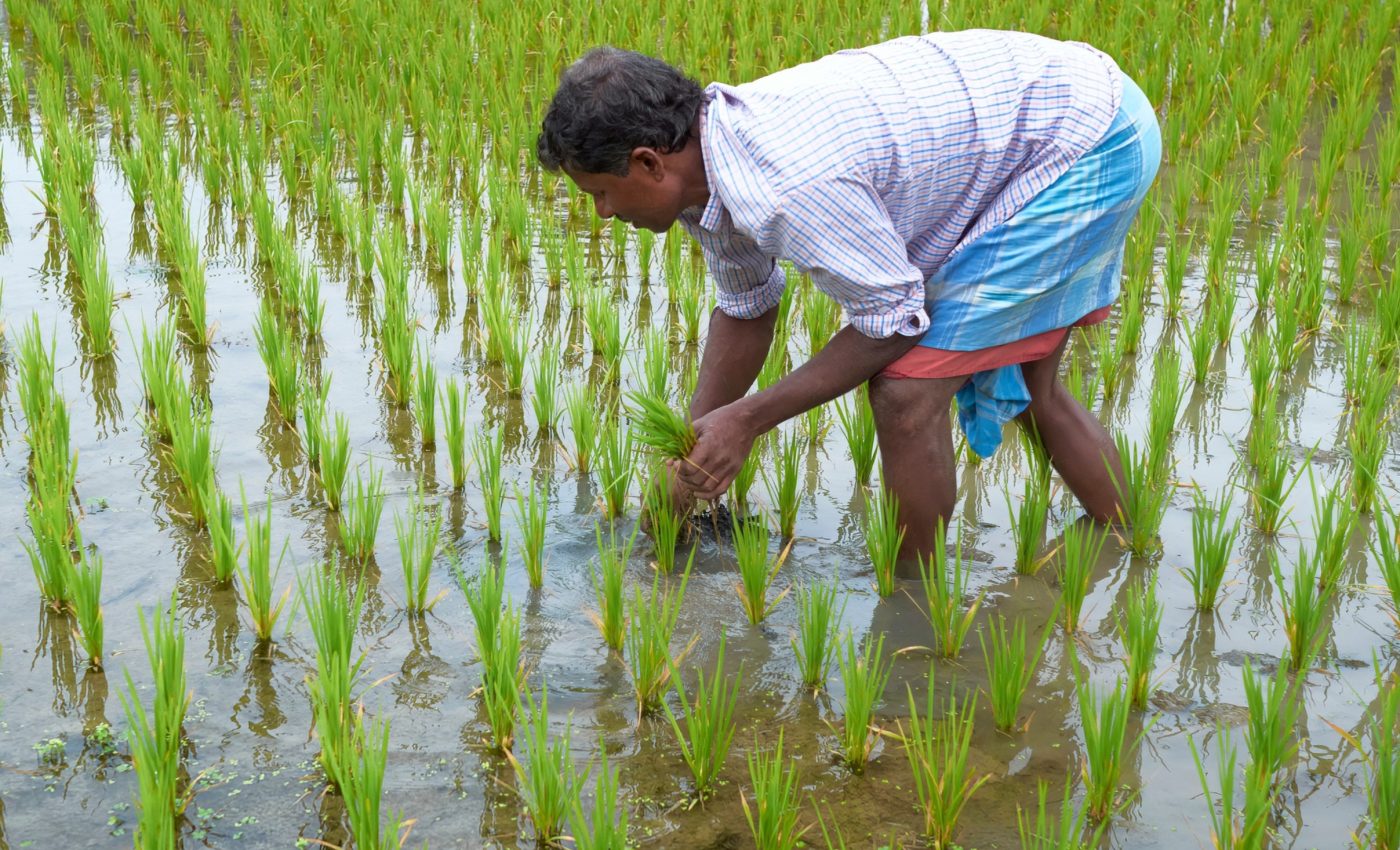 Coal emissions threaten India's food security