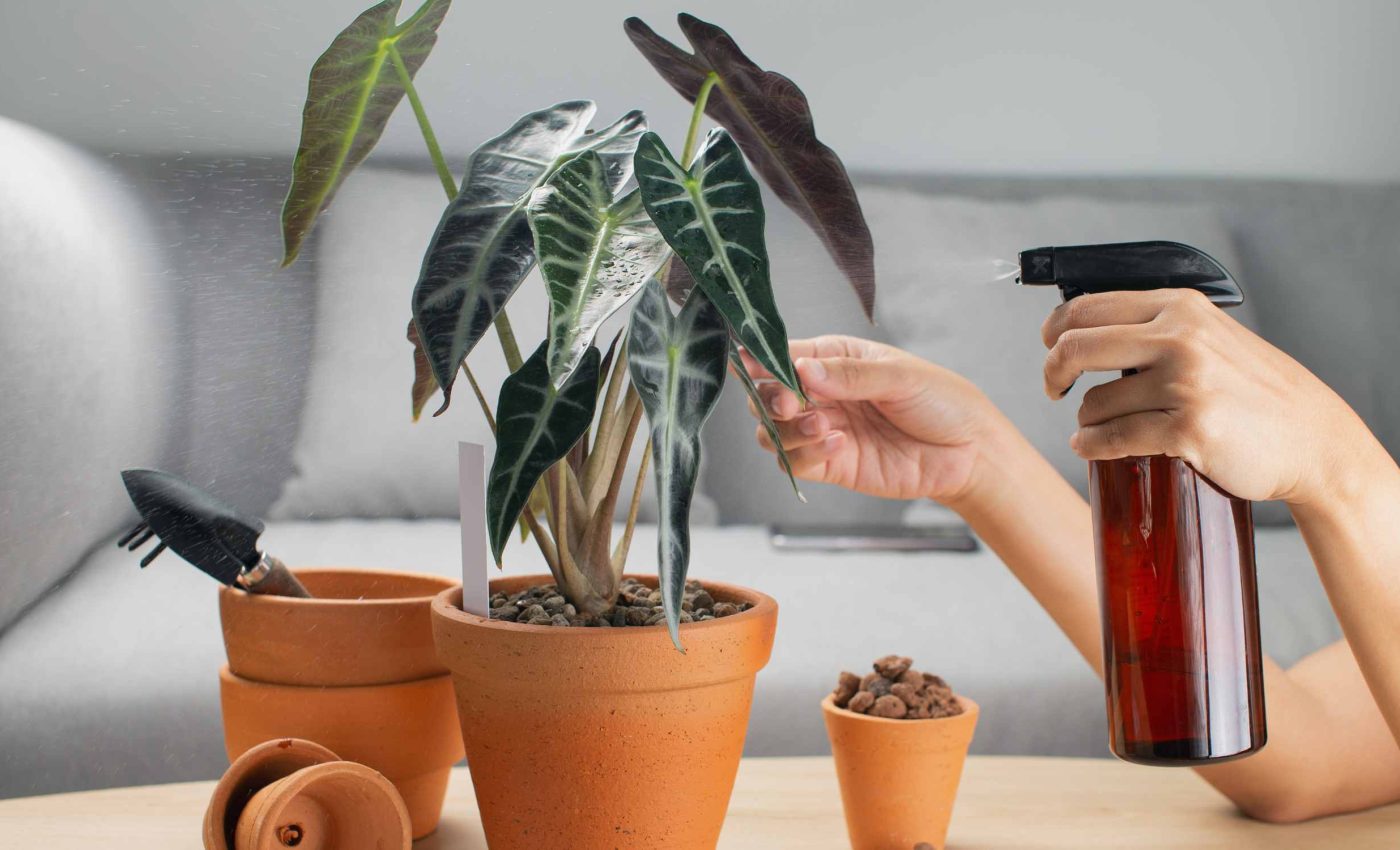 Gardening hack called 'green gold' works like magic for houseplants