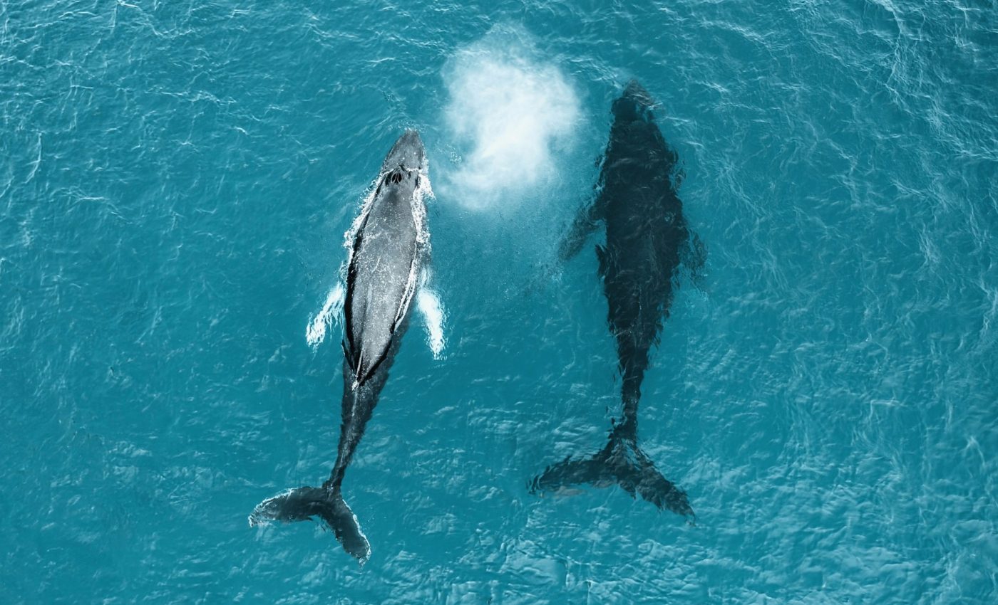 Whales have developed an impressive strategy to evade predators