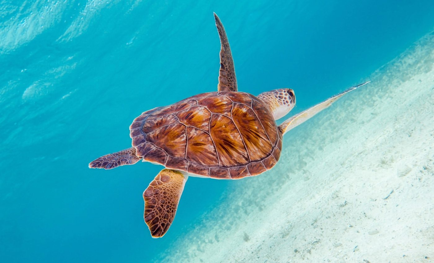Where young sea turtles spend their early lives has always been a mystery - until now