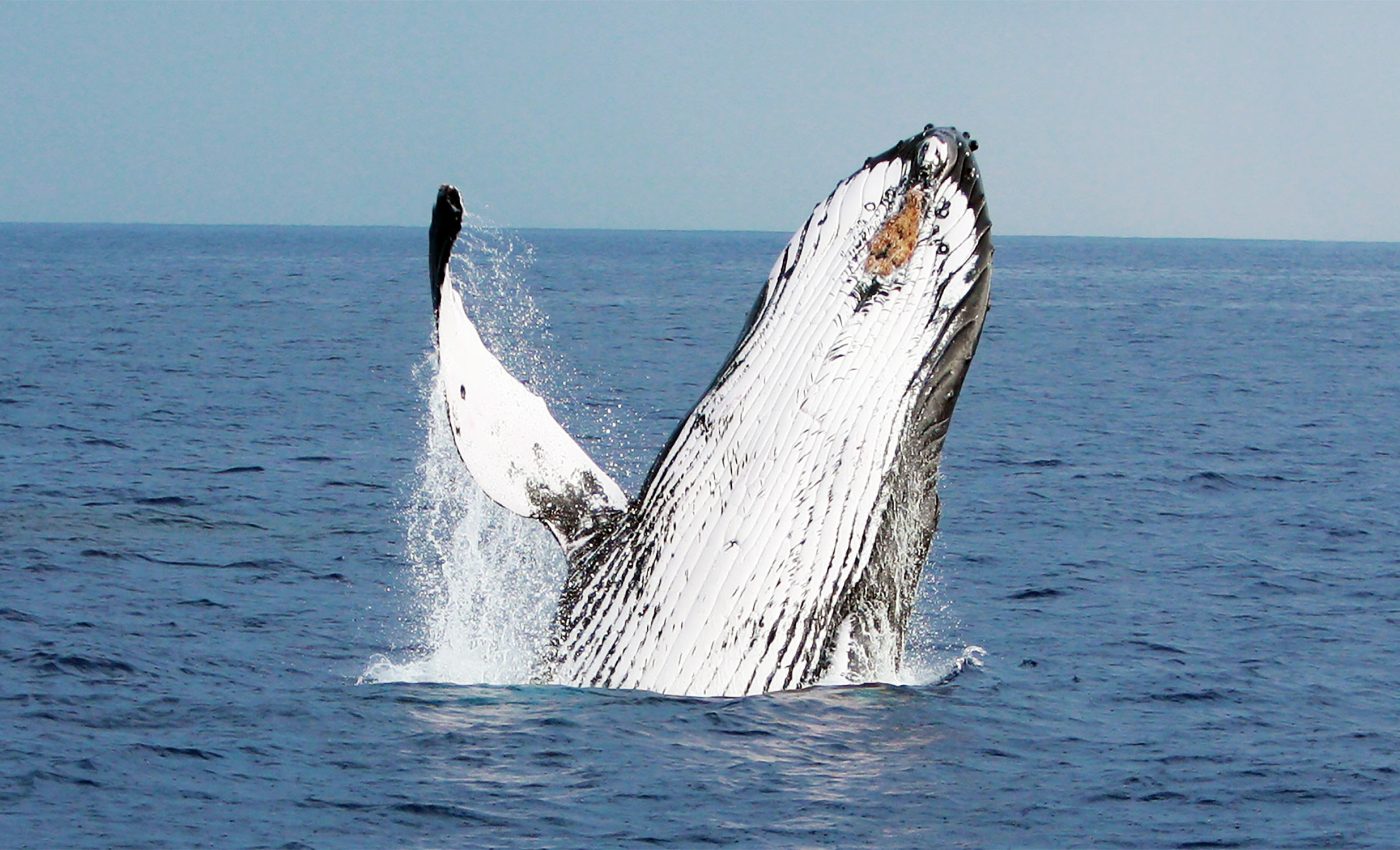 Whale songs share very similar patterns with human language