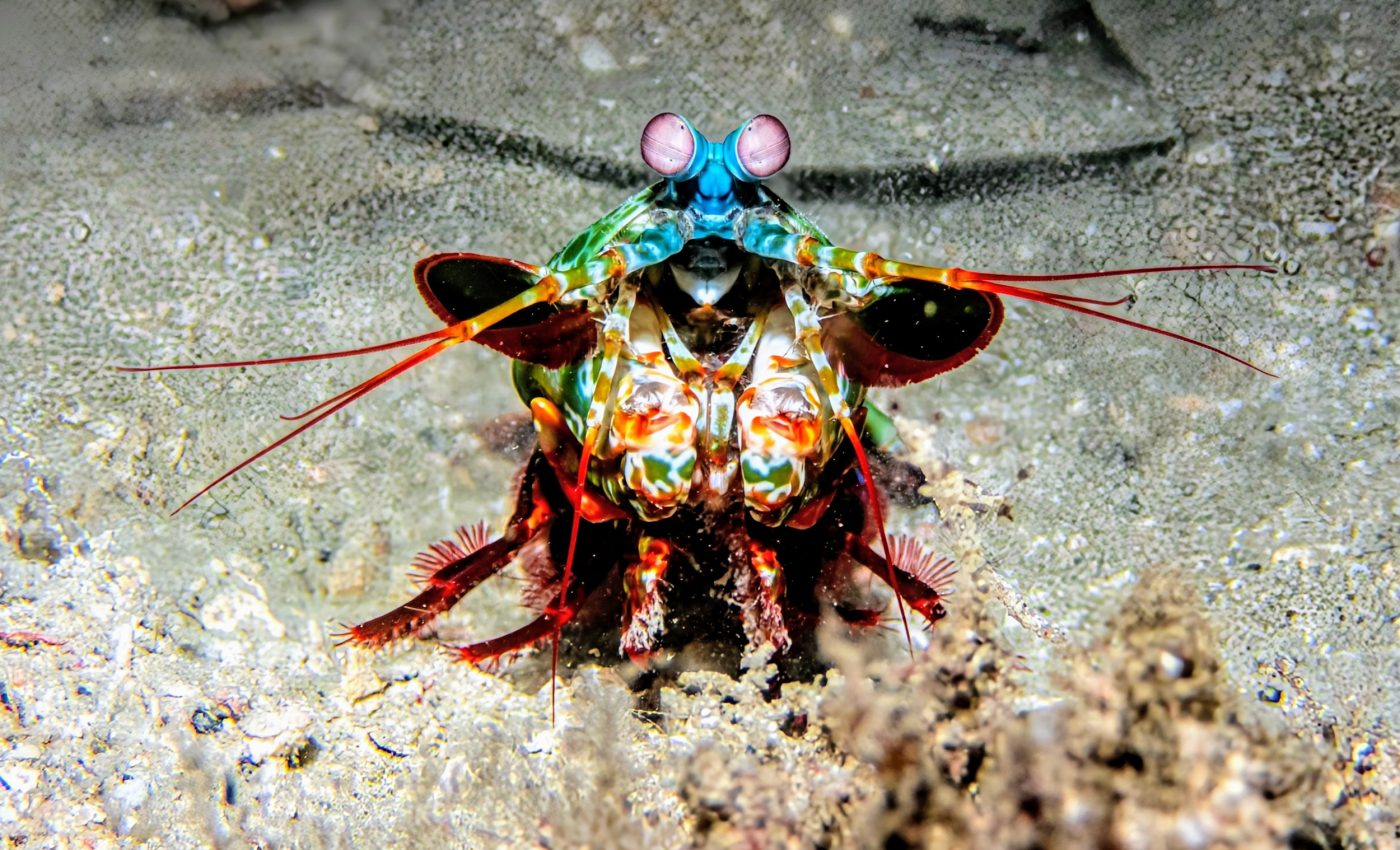 How mantis shrimp survive their own lethal punches