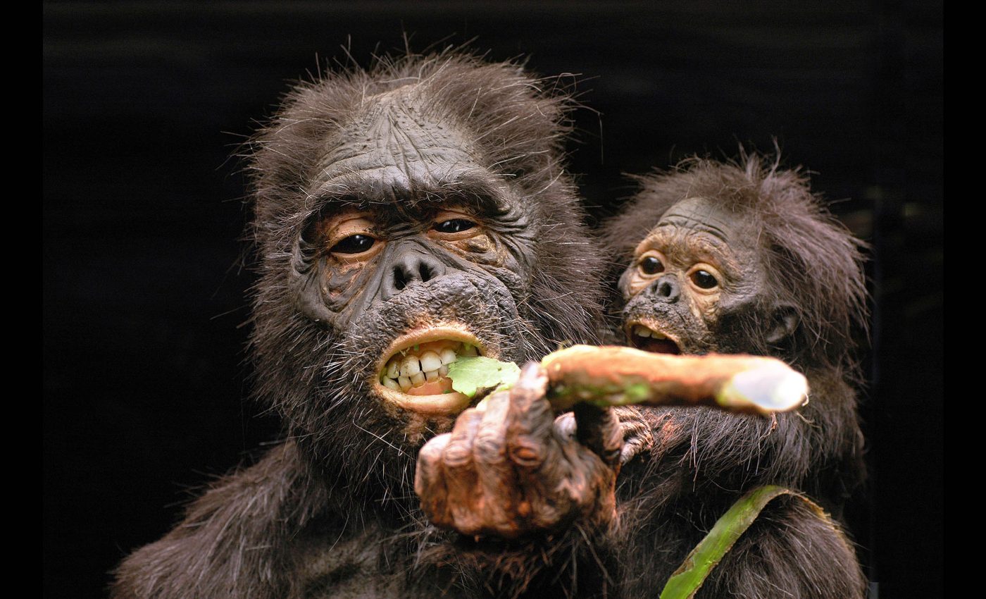 Meat wasn't on the menu for our ancient hominin ancestors