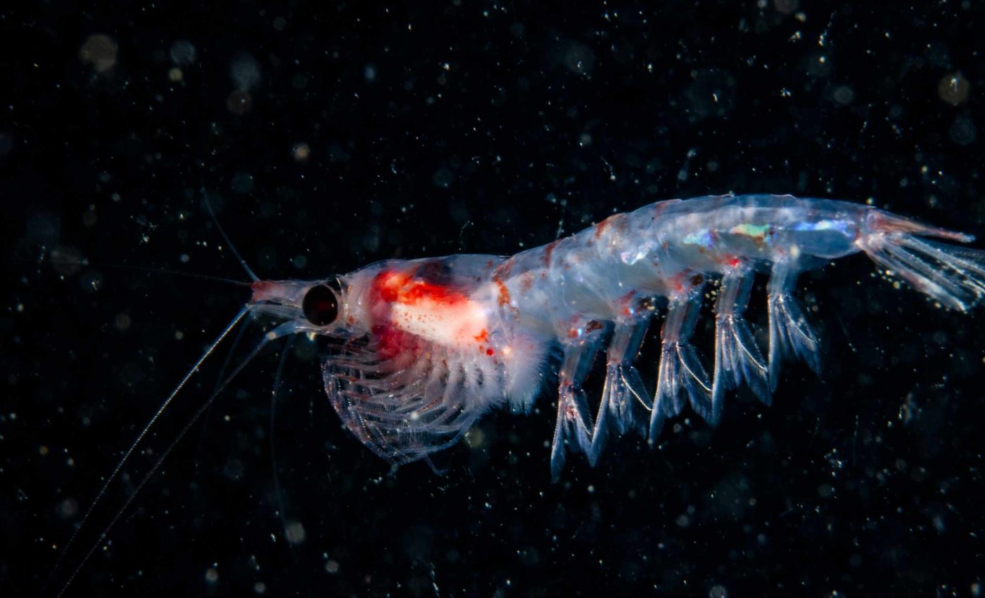How satellites track Antarctic krill: Are these tiny ocean shrimp in danger?