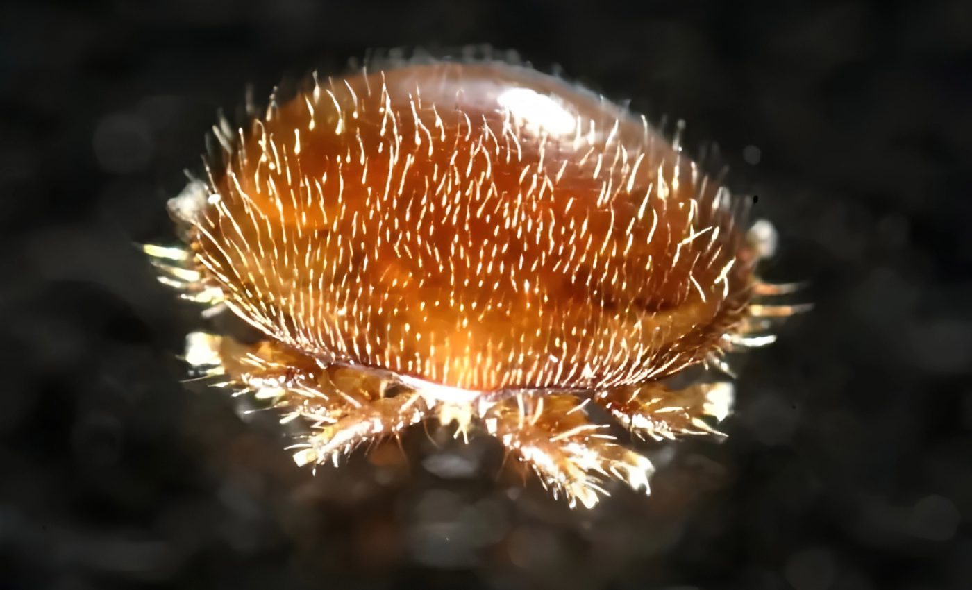 Major cause of honeybee mortality can be easily reduced