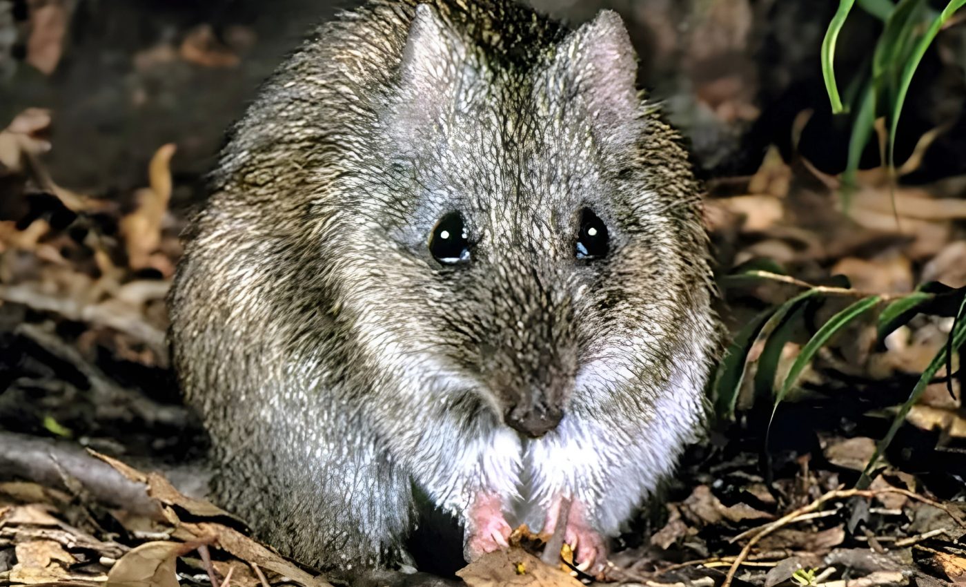 World's rarest marsupial is fighting for survival - again