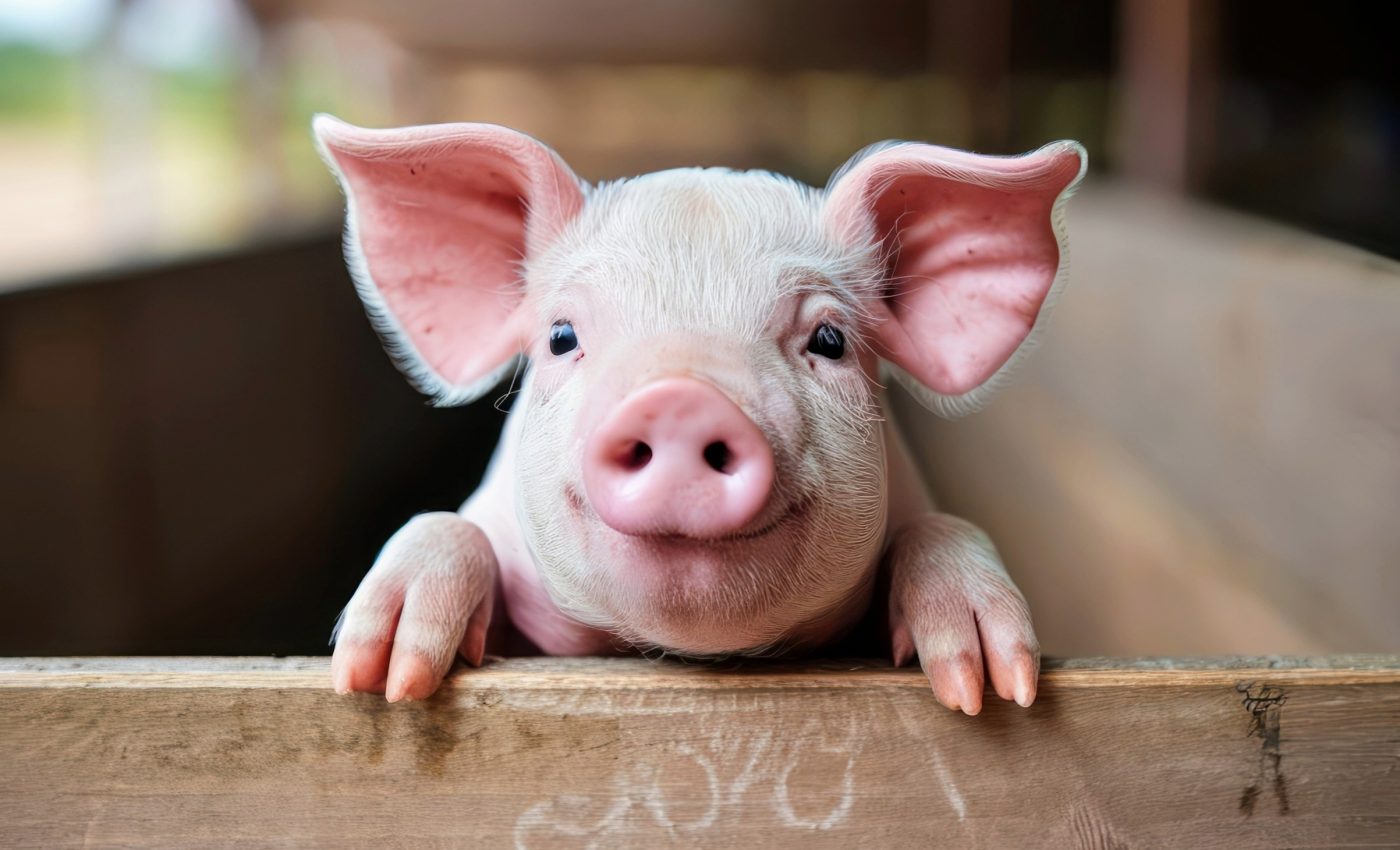 Selective breeding has dramatically sped up the evolution of pigs