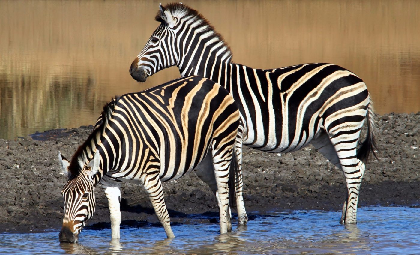 Animals change their daily schedules when tourists are watching