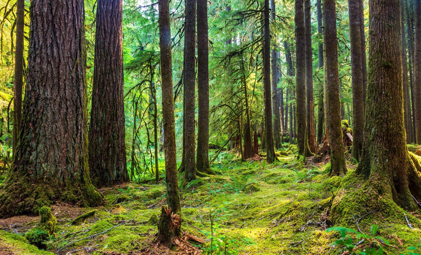 Fewer forest fires happen today than in the past, ironically causes bigger issues