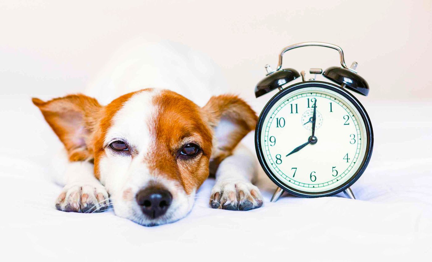Pets and animals face internal chaos when you mess with their body clocks