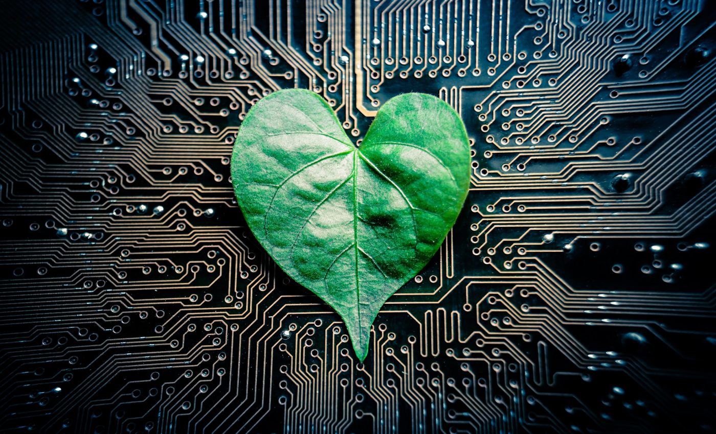 Tiny leaf pigments might hold the key to better solar power