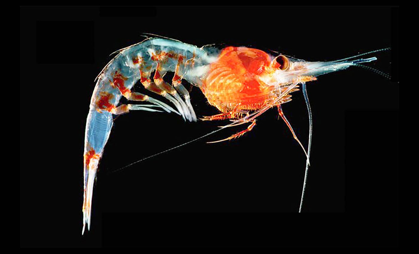 Deep-sea shrimp evolved an extraordinary skill that lets them see in the dark