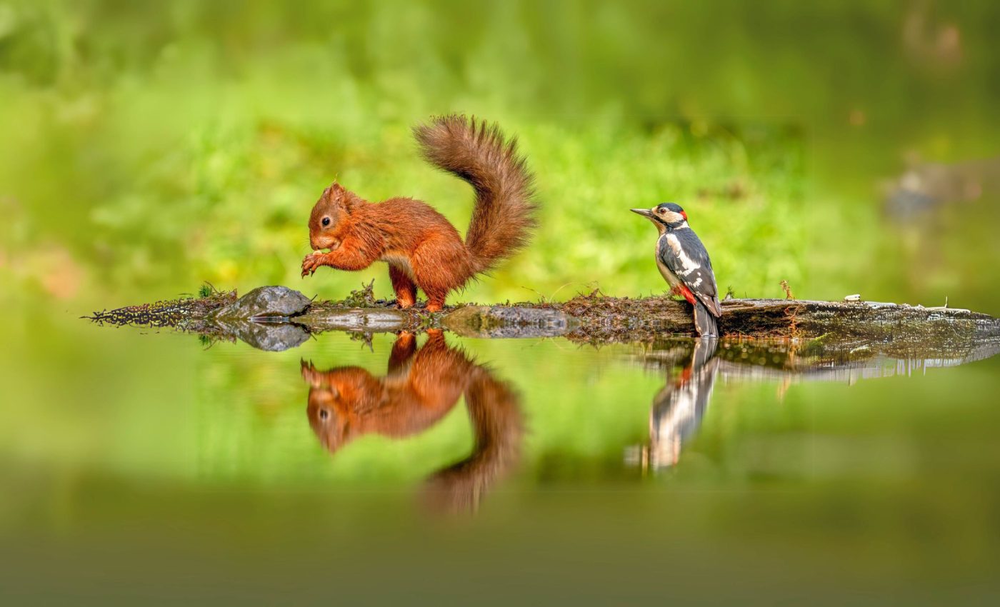 Rethinking brain evolution: Birds and mammals took different paths