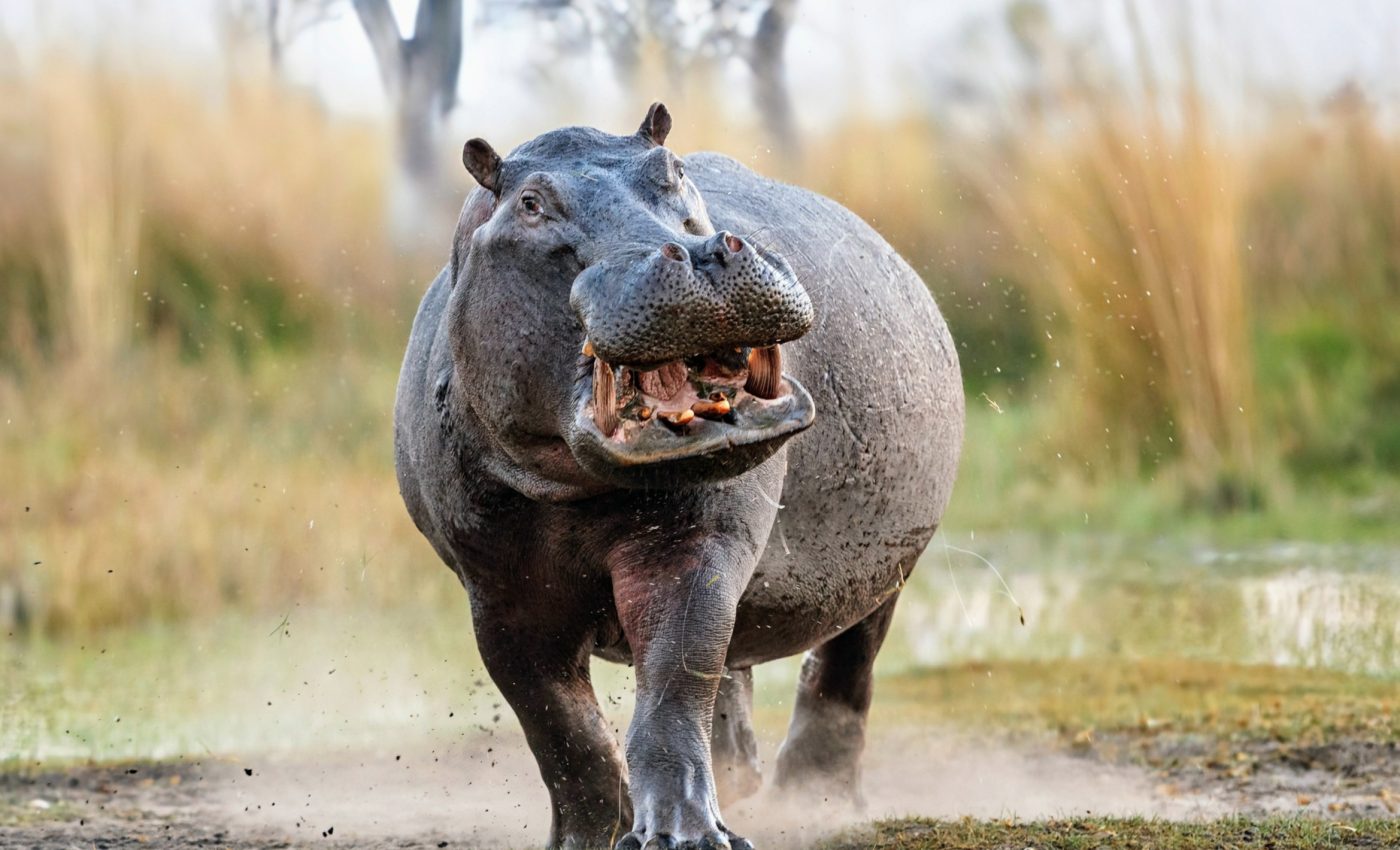 World Hippo Day: A tribute to nature’s river giants
