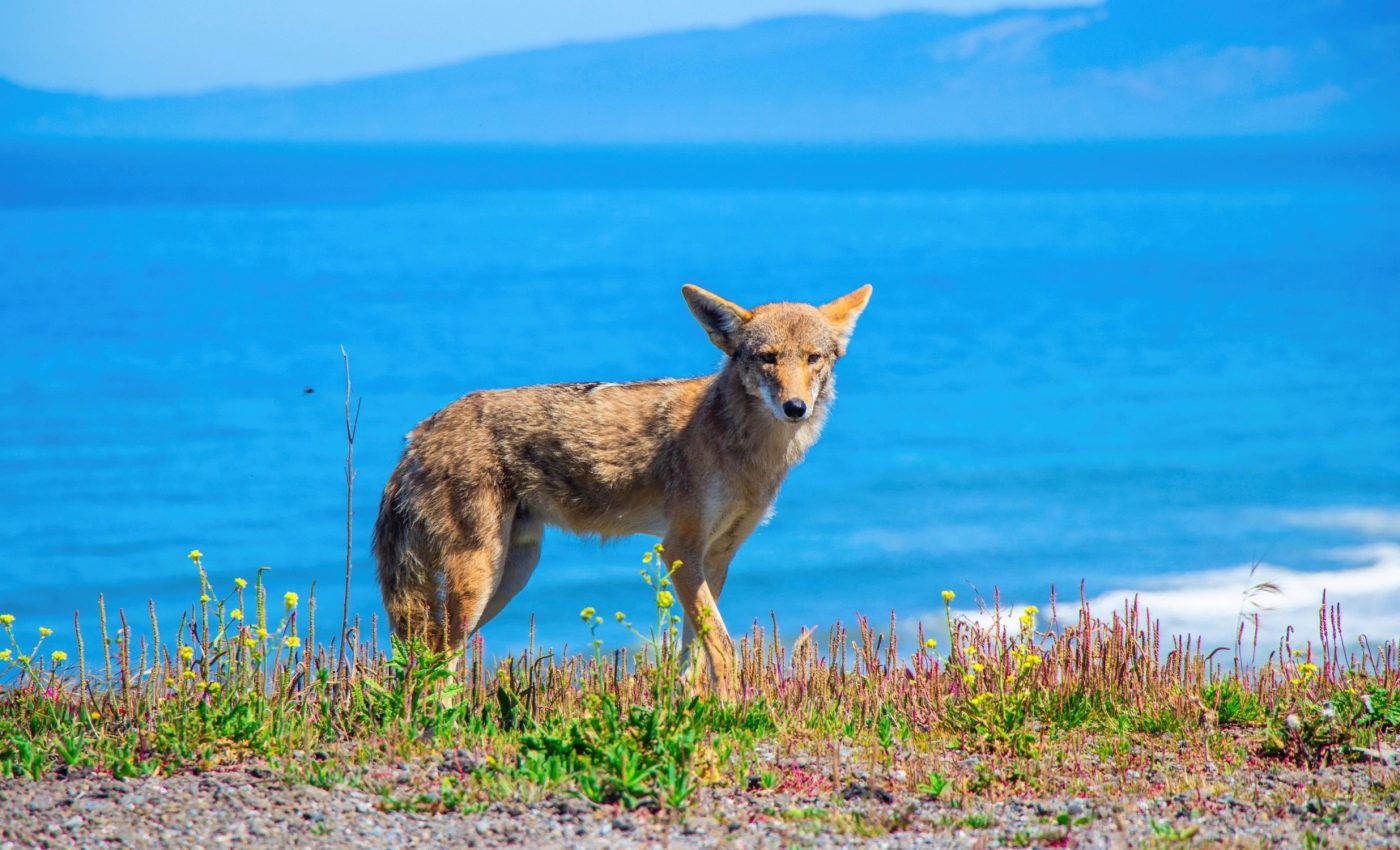 Photos capture coyotes hunting and eating baby seals for the first time