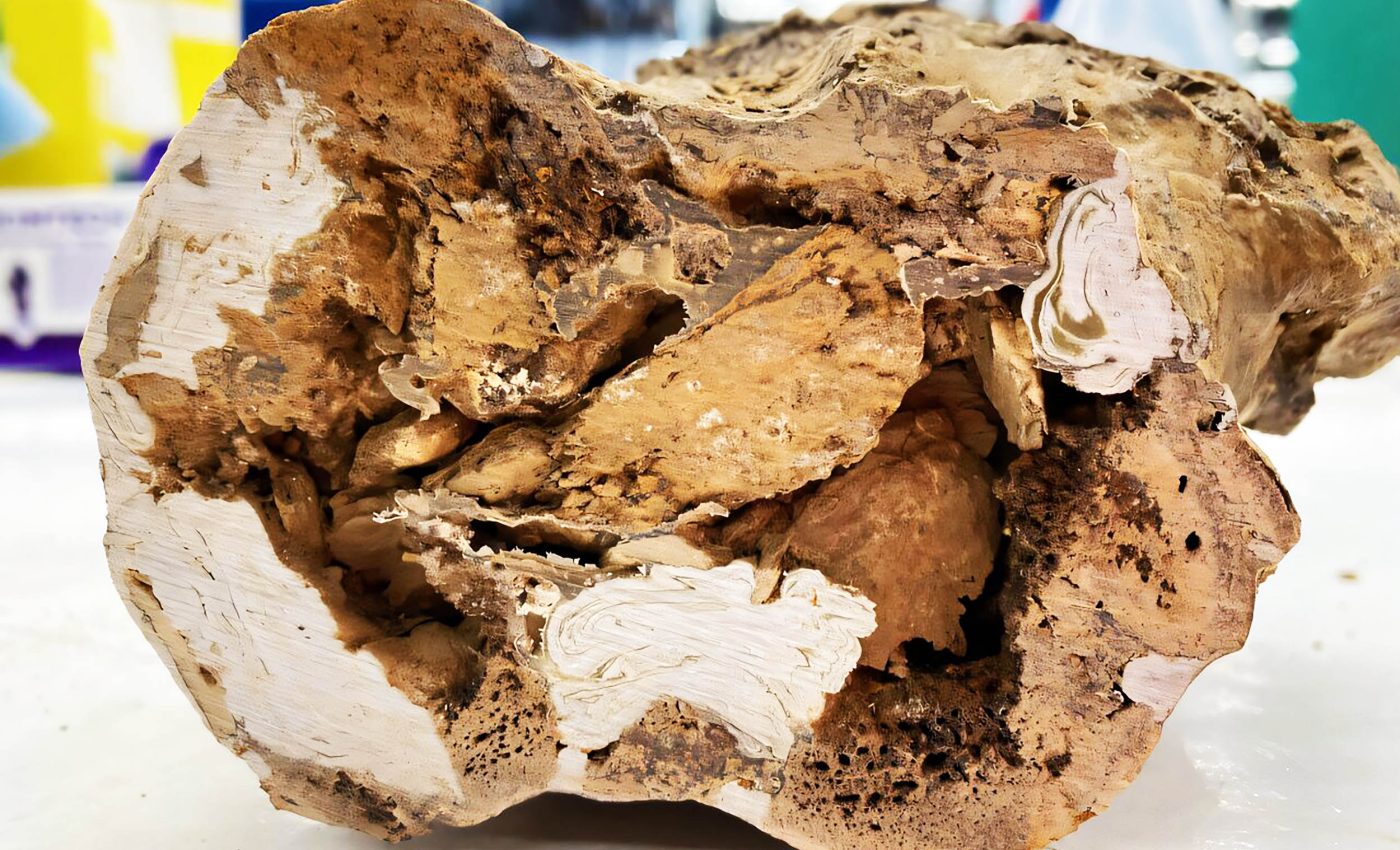 Discovery of organic molecules in 66-million-year-old dinosaur bones rocks paleontology