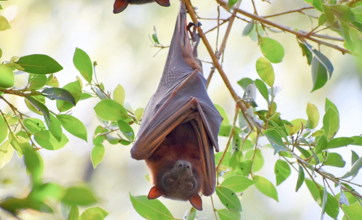 Urban bats are having babies earlier than their country cousins