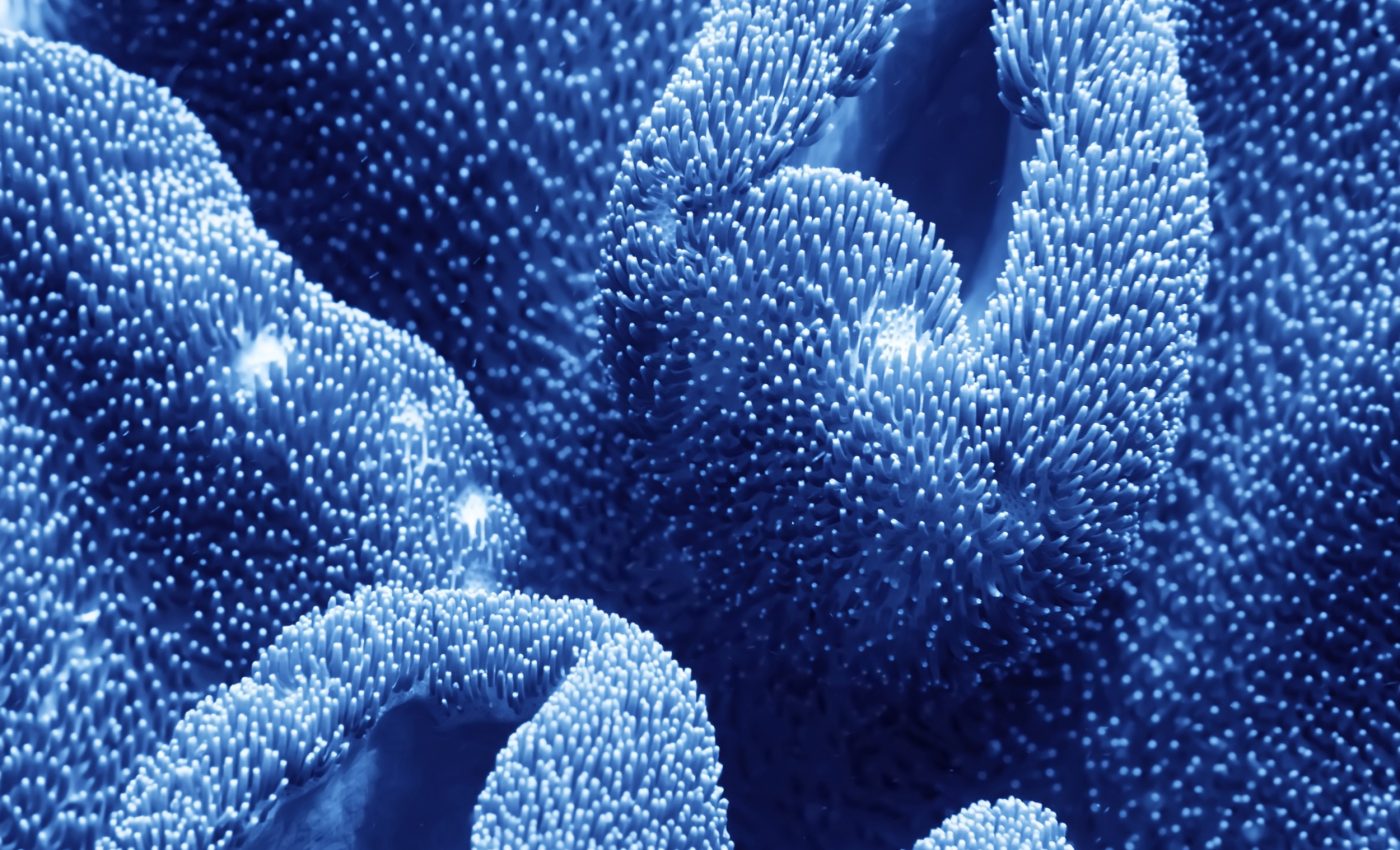 Breaks in ancient coral growth reveal Earth's climate past