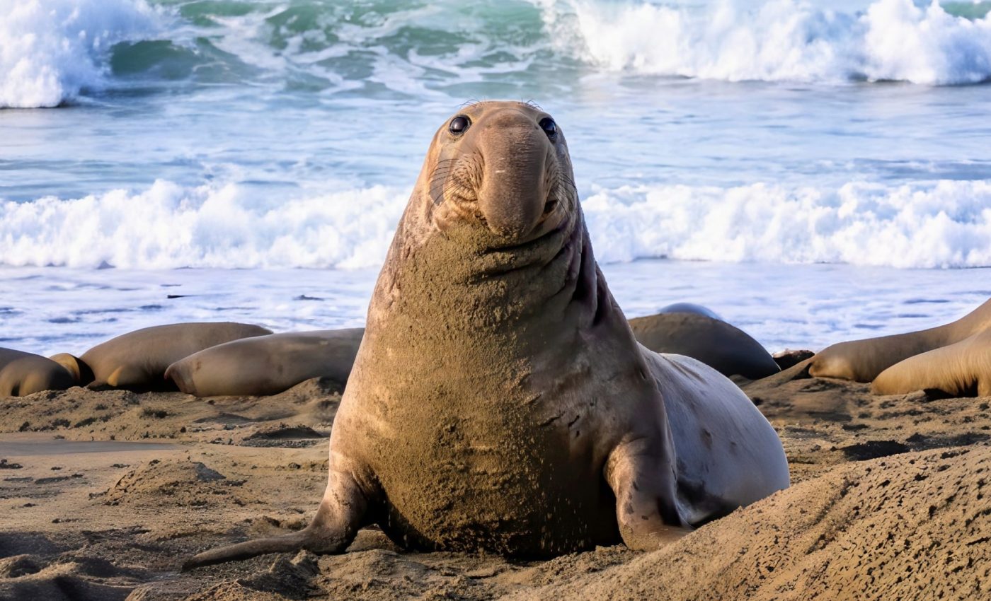 Elephant seals provide a window into the ocean’s twilight zone