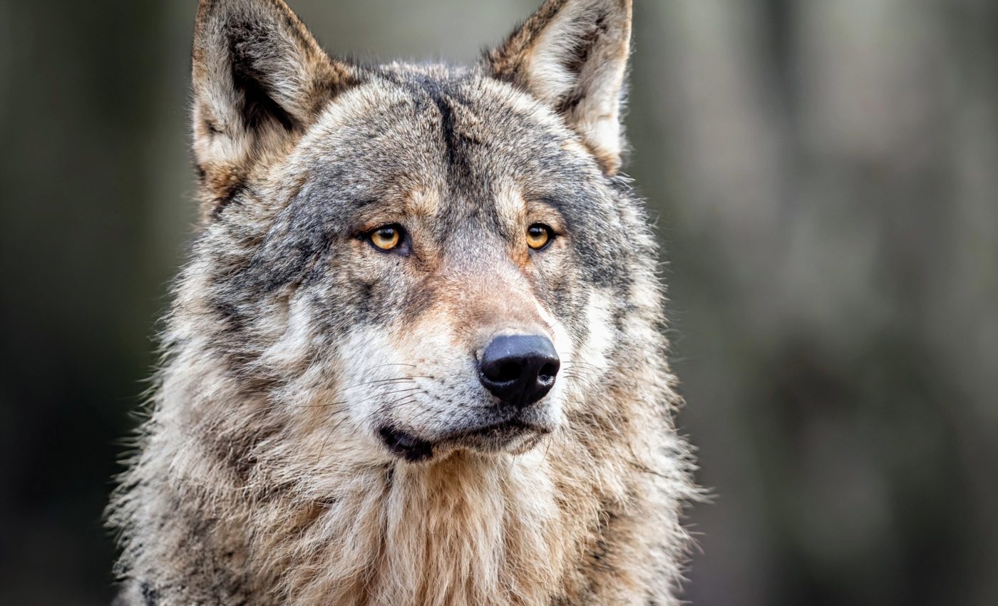 Reintroducing wolves could help Scotland fight climate change