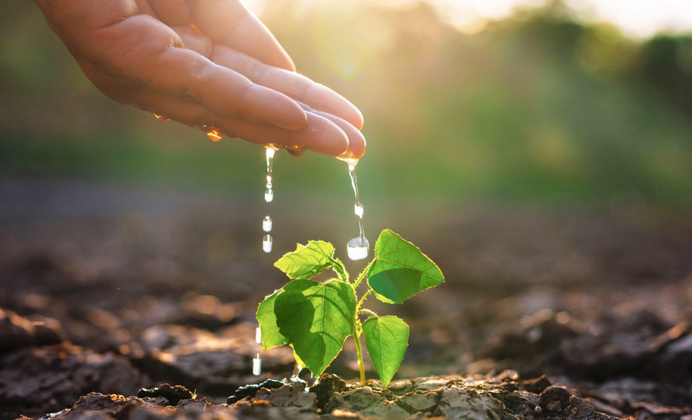 Plants may stop absorbing carbon if temperatures continue to rise