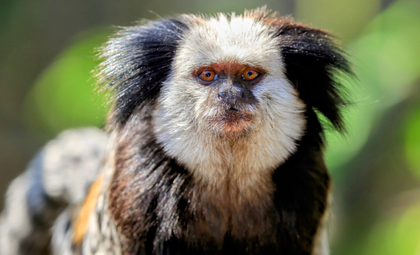 Why humans and animals keep experimenting, even when there's no need