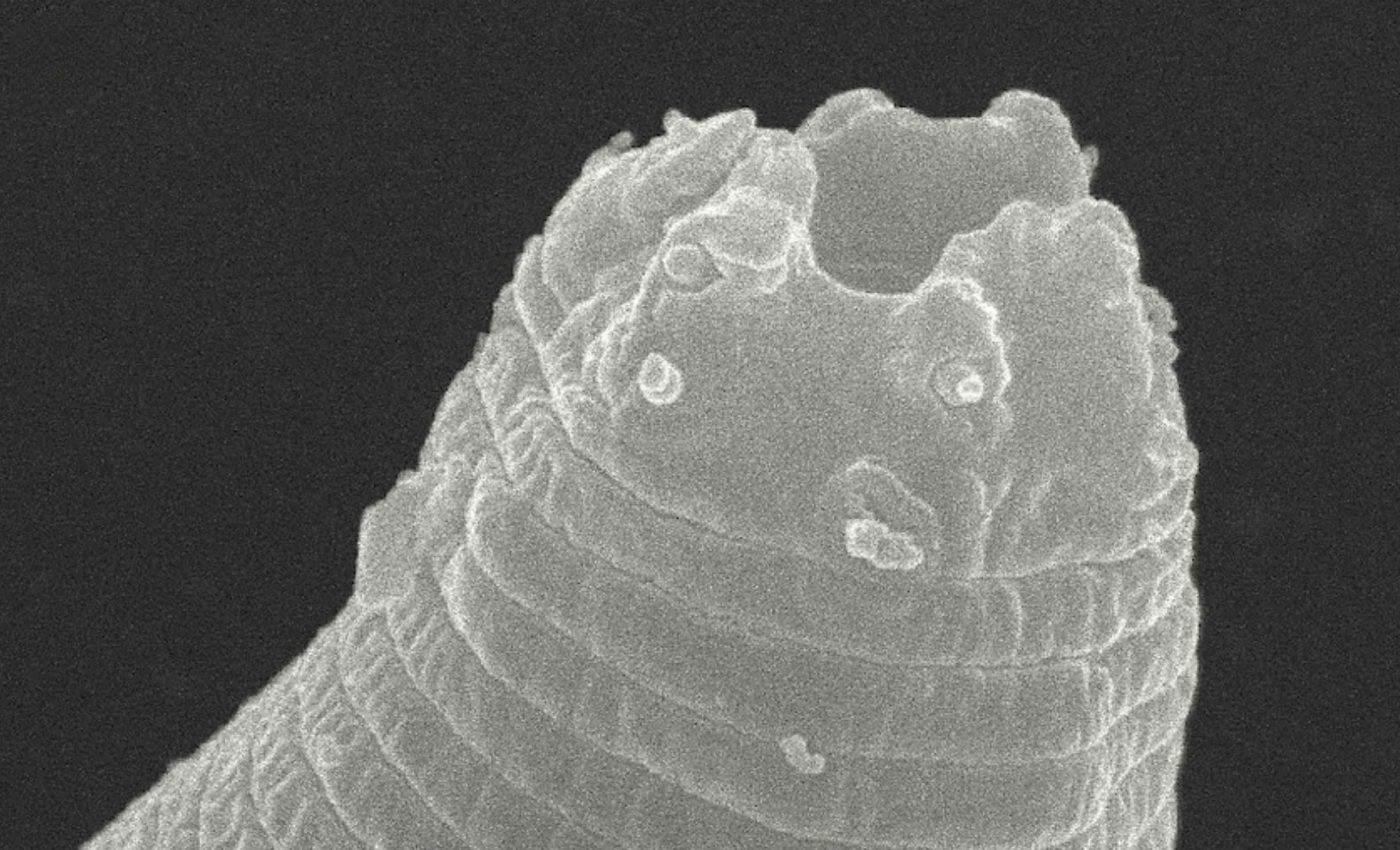 Frozen worm comes back to life after 46,000 years