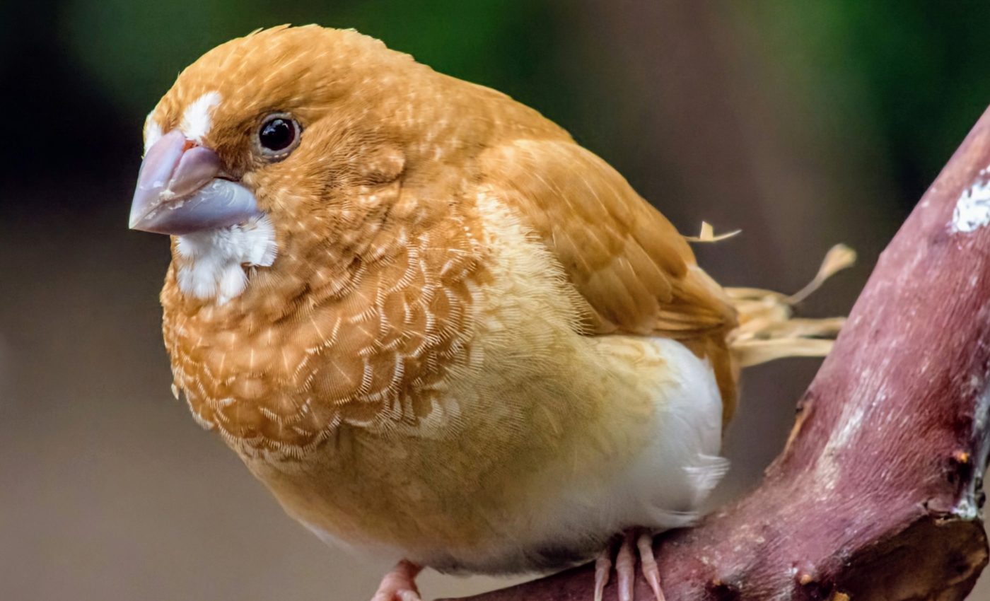 AI-generated birdsongs may shed new light on human language
