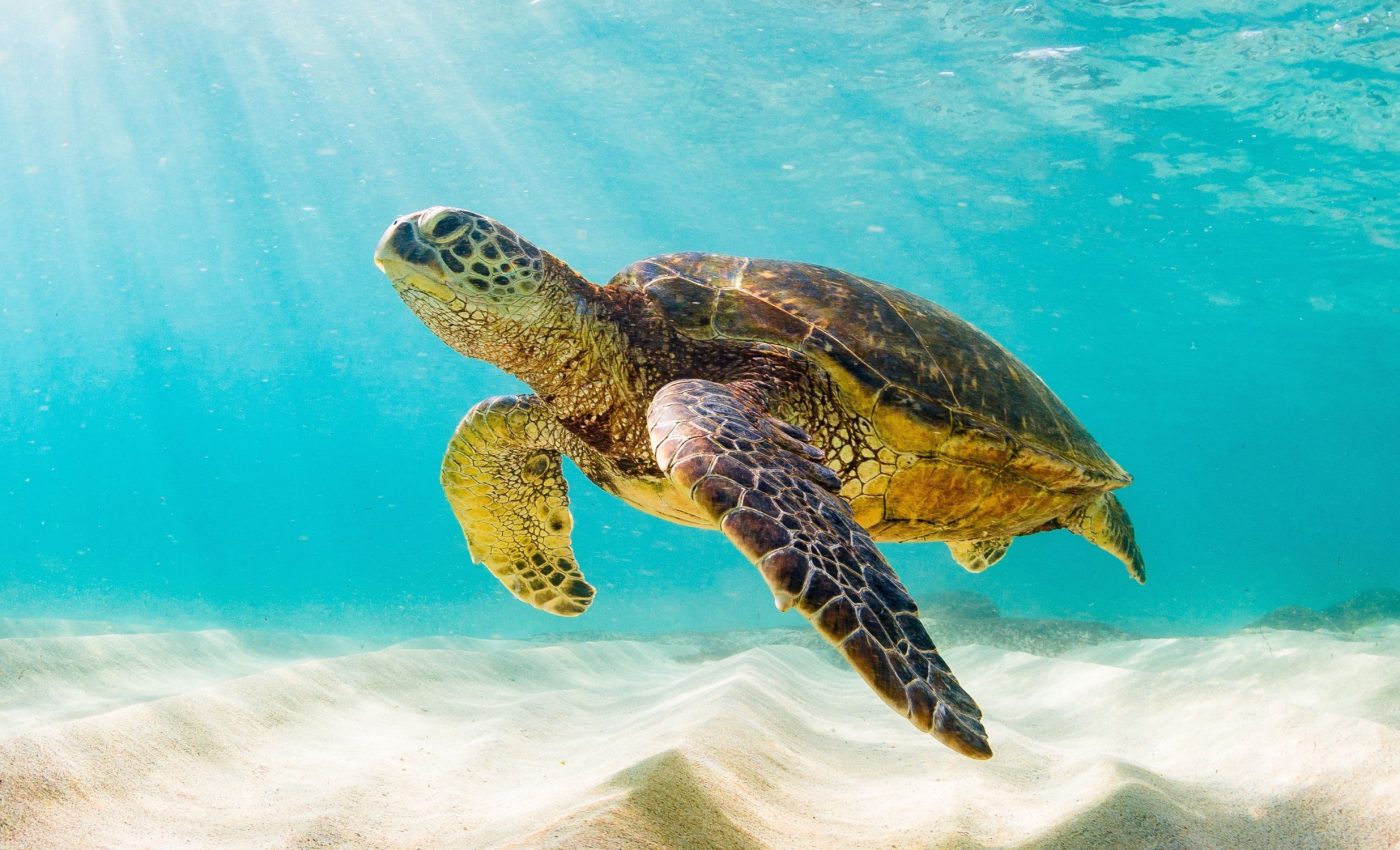 Beating the heat: How sea turtles cope with warming waters