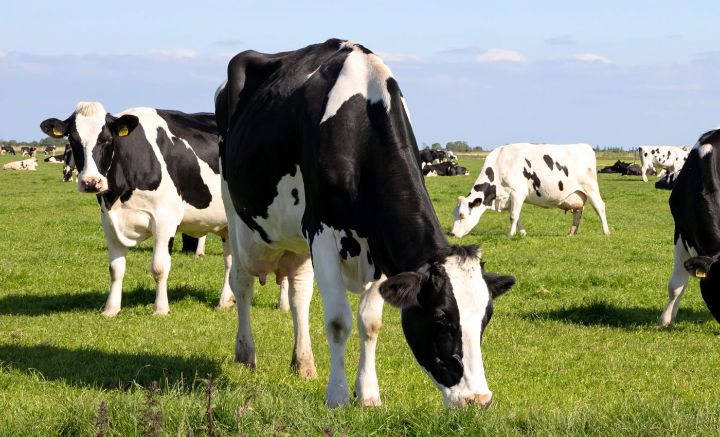 Livestock grazing is changing soil, plants, and insect populations