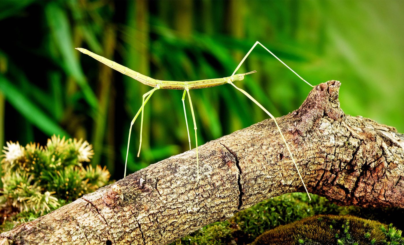 Some male insects have lost the ability to reproduce but still have sex