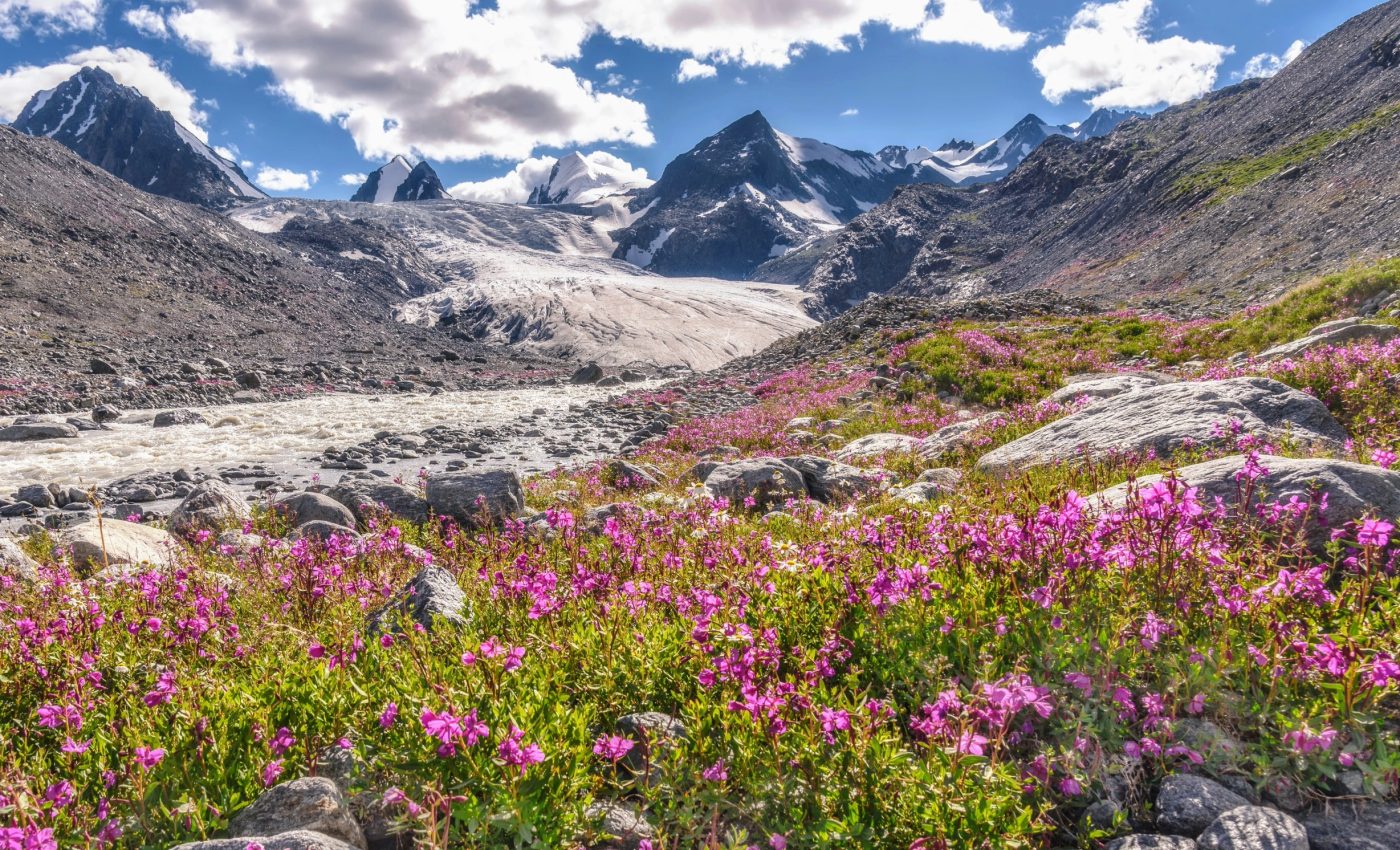 Lessons from the ice age: How climate change reshapes plant life