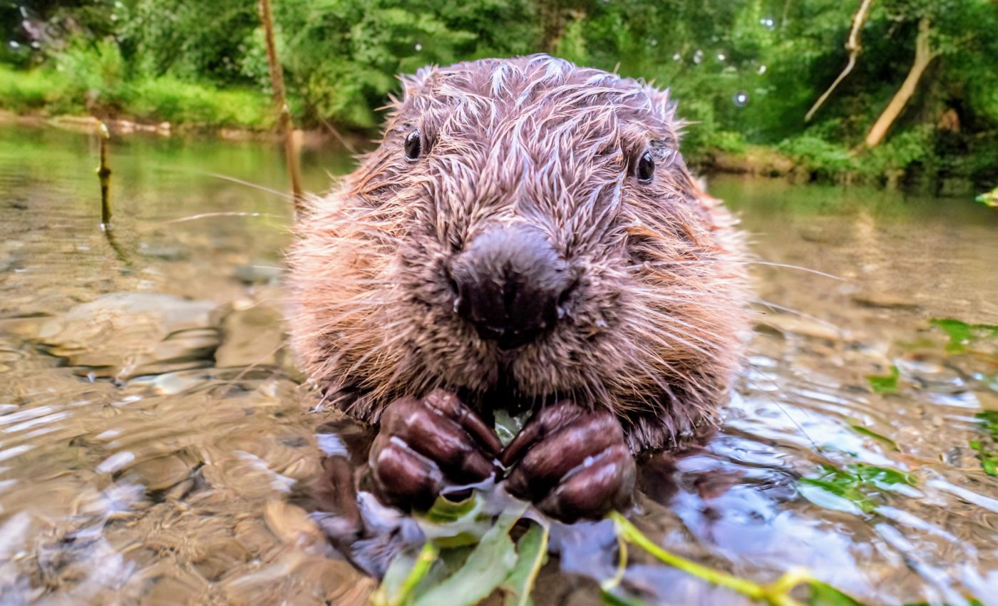 Animals secretly reshape landscapes in powerful ways
