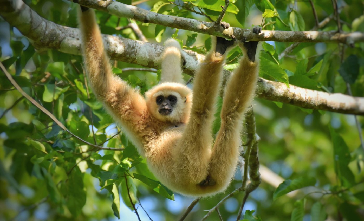 Social interactions have a surprising influence on memory in great apes