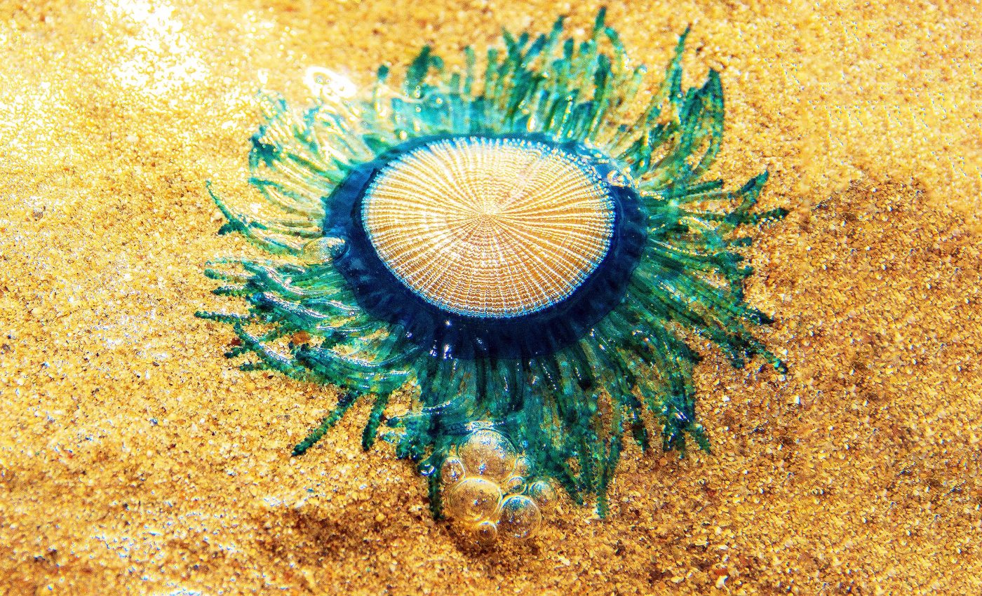 This 'blue button jellyfish' isn't actually a jellyfish, so what is it?