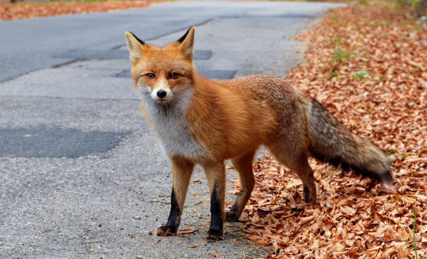 How environmental stress strengthens ecosystems