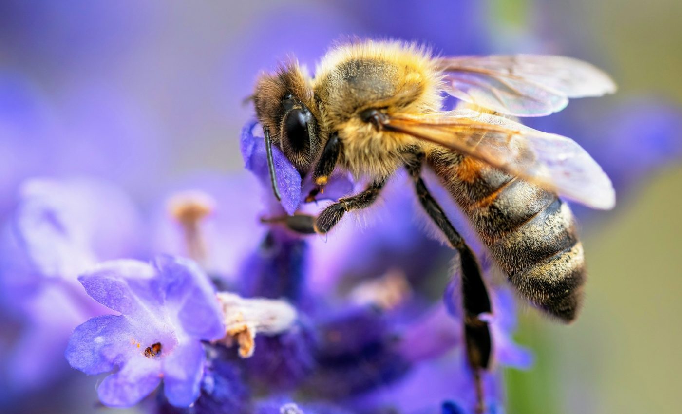Honeybees use creative dance moves to help others find food