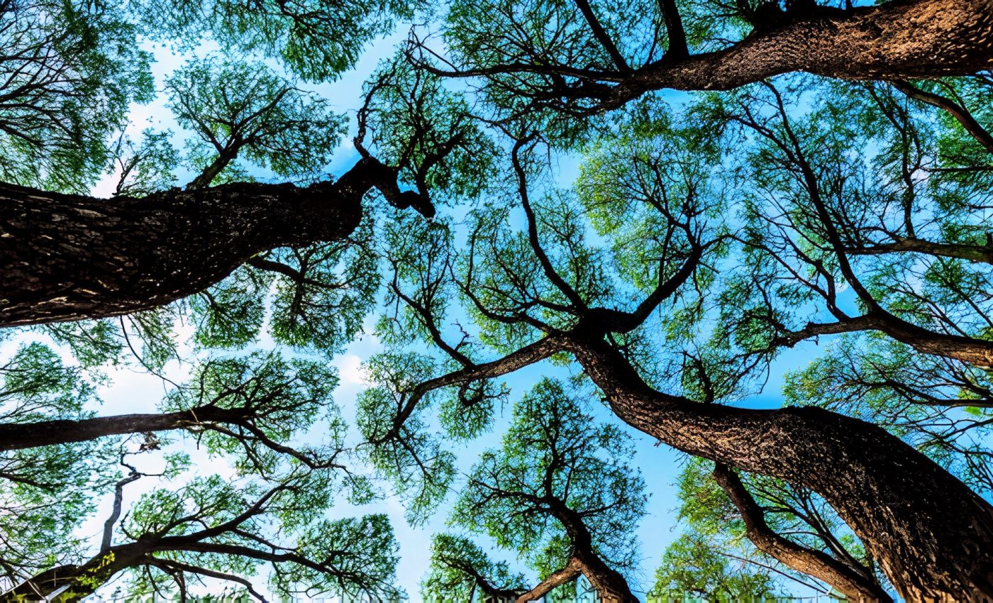 Why some trees never touch each other in the canopy