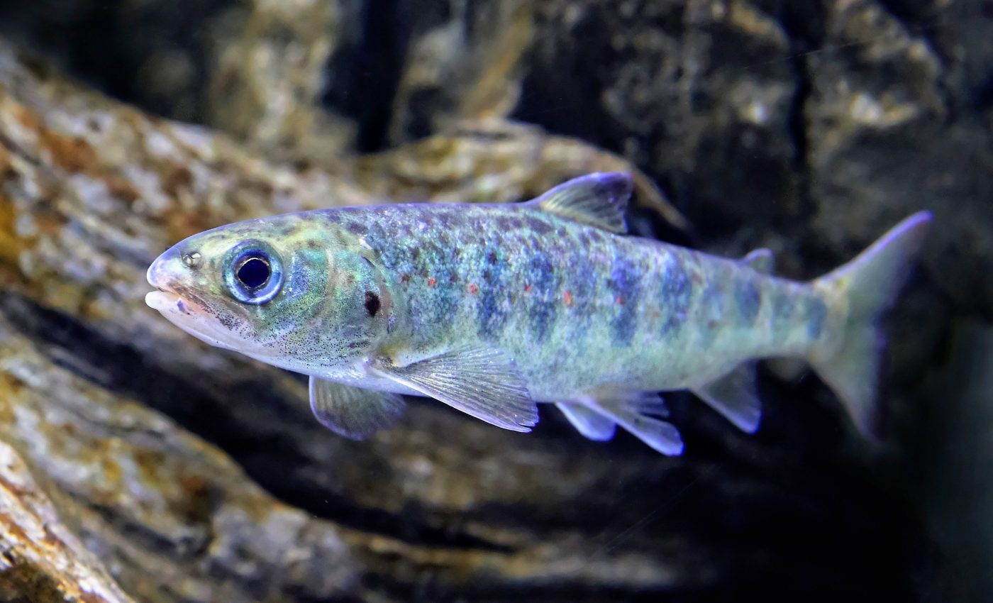 Young salmon outsmart predators on their journey to the sea