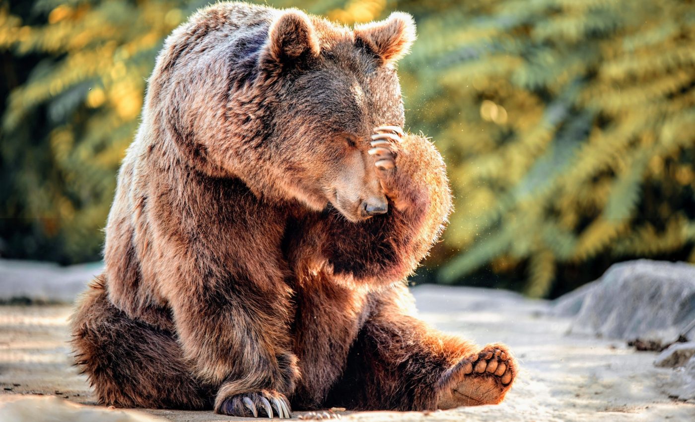 Animal emotions can be decoded through voice recognition