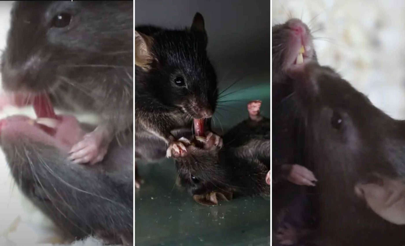 Mice offer first aid to unconscious companions