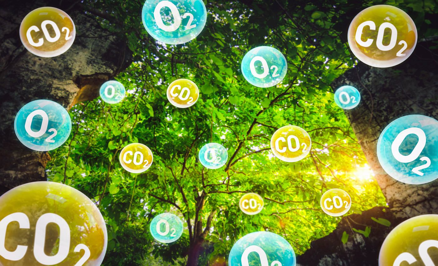 Plants rely on quantum mechanics to manage and transfer energy