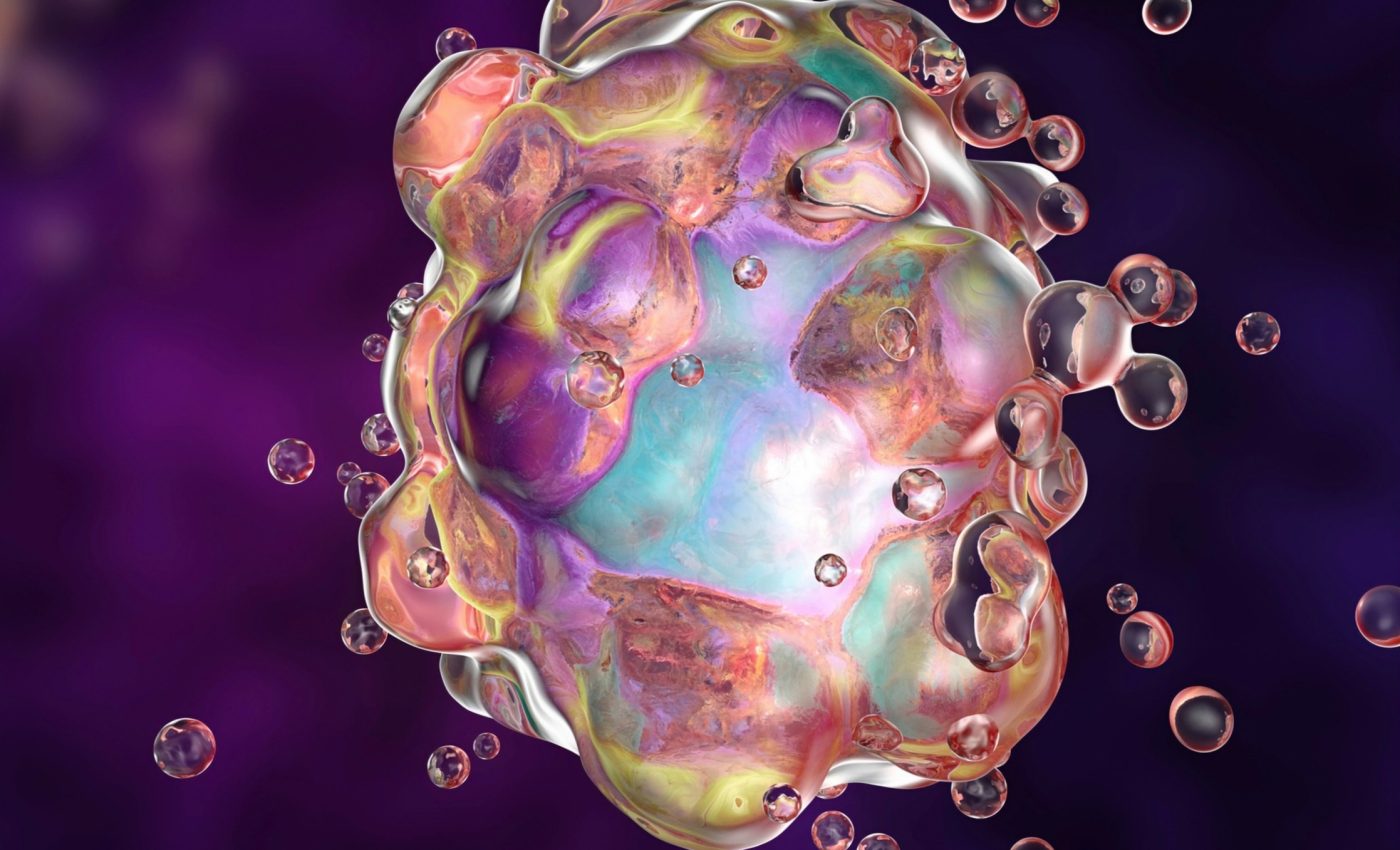 Cellular ‘cleanup' helps preserve eggs and female fertility