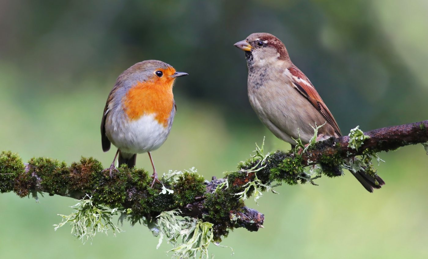 Birds adapt their survival strategies to climate change