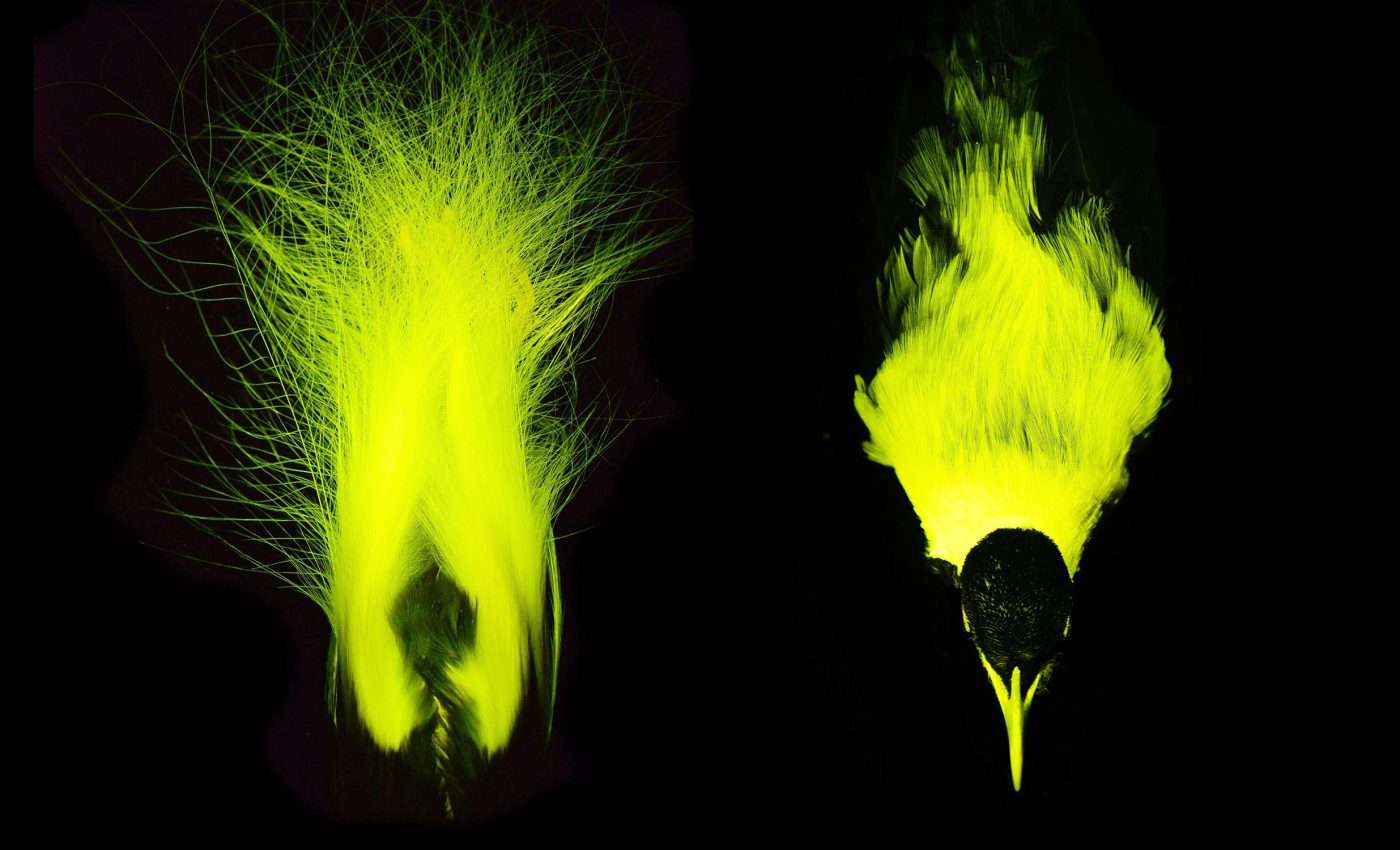 Some birds use biofluorescence to attract mates, glowing in colors that humans can't see